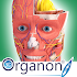 3D Organon Anatomy2021.0.1.0