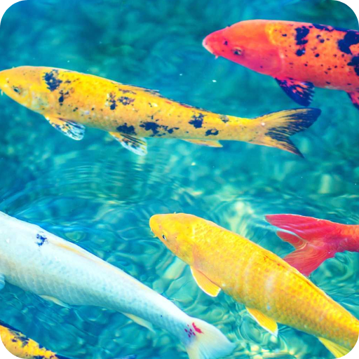 Koi Fish Wallpaper logo