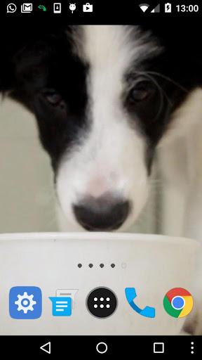 border collie wallpaper Screen 2