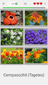 Captura de Pantalla 2 Flores: Identifica las plantas android