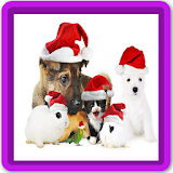 Pets Christmas Card Wallpaper icon