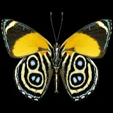 3D butterfly 2 icon