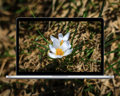 First Flower Wallpaper