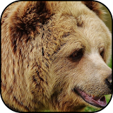 Bear wallpapers icon