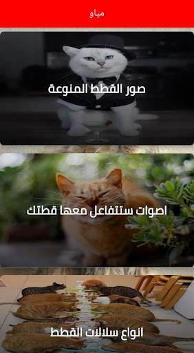 meow Screen 3