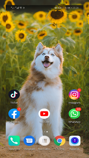 Husky Wallpaper full hd