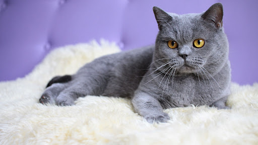 British Shorthair Screen 3