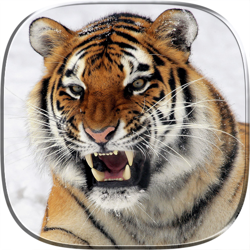 Tiger 3D Video Live Wallpaper – Apps no Google Play