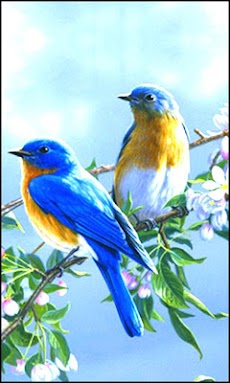 Beautiful Birds Wallpapersのおすすめ画像4