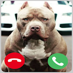 Cover Image of Unduh Pitbull Dog Call! Fake Video Call 3.AD.3 APK