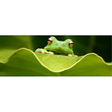 Frog Identification System icon