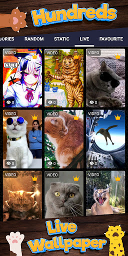 cat wallpaper Screen 3
