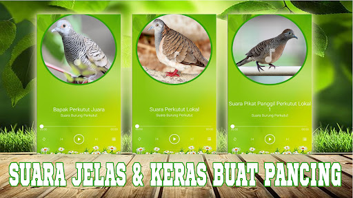 Suara Burung Perkutut Offline Screen 3