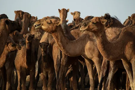 Camel sound