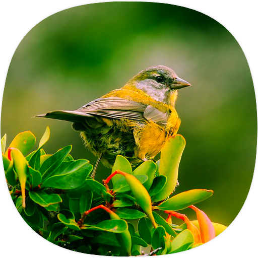 Sparrow Ringtones logo