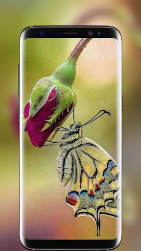 Butterfly Live Wallpaper 2019