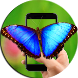 Butterfly On The Phone Screen icon