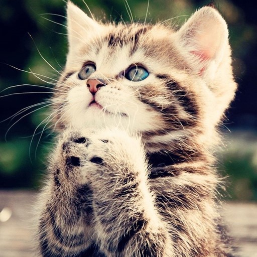 Dream Cat LWP Pro logo