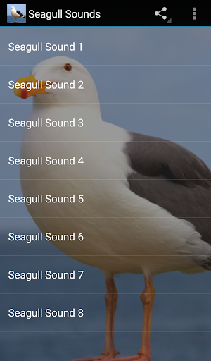 Android application Seagull Sounds screenshort