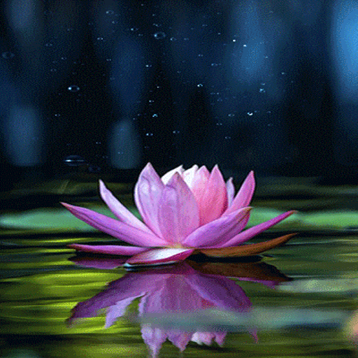 Magical Lotus Live Wallpaper download Icon