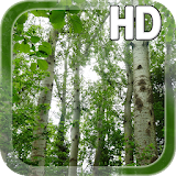 Birch Forest LWP Free icon
