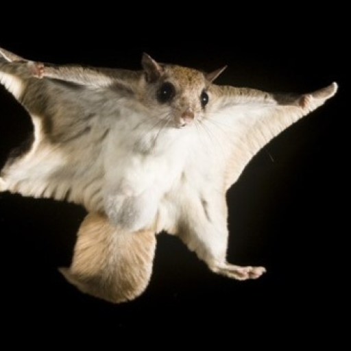 Flying Squirrel sounds - Apps on Google Play