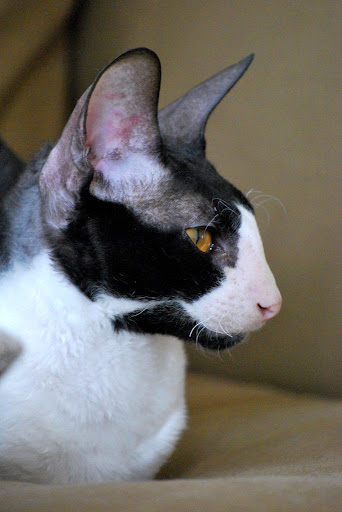 Cornish Rex Cat Wallpapers