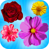 Flower Blast - Match 3 Puzzle Game icon