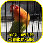 Suara Lovebird Ngekek Panjang Offline  Icon