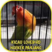 Suara Lovebird Ngekek Panjang Offline