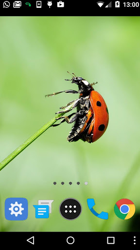 beetle wallpaper Screen 2
