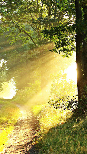 Android application forest nature wallpaper screenshort