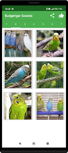 Budgerigar Camera for Parakeet スクリーンショット
