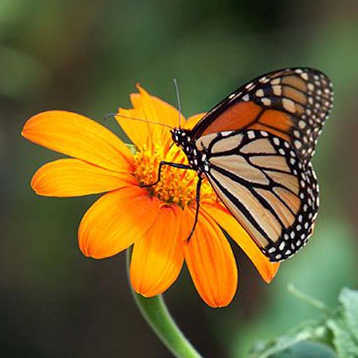Monarch Butterfly Wallpapers logo