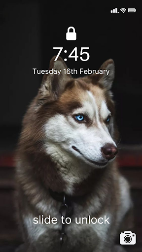 Cute Husky Wallpaper HD 4K
