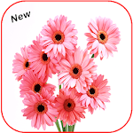 Cover Image of Télécharger Beautiful All Flowers Photo Pics Free 1.1 APK