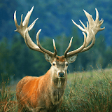 Deer sounds - Deer Hunting Calls icon