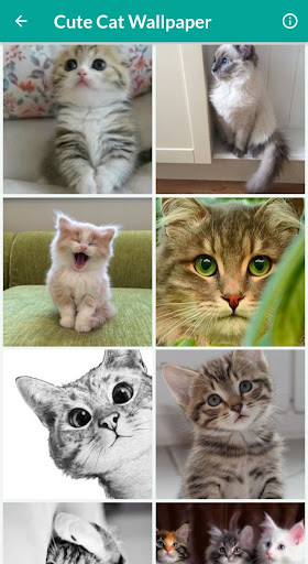 Cute Cat Wallpaper Screen 3