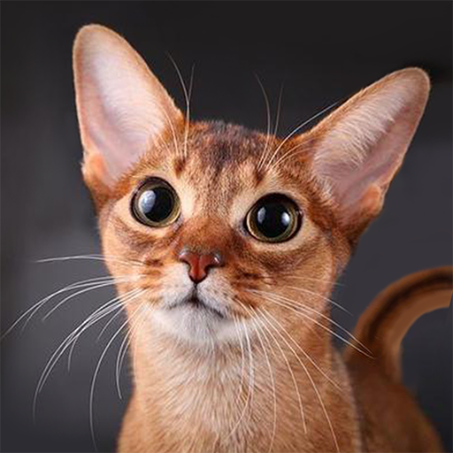 Talking Abyssinian Cat logo