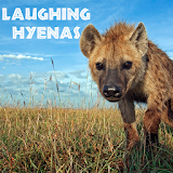 Laughing Hyenas icon