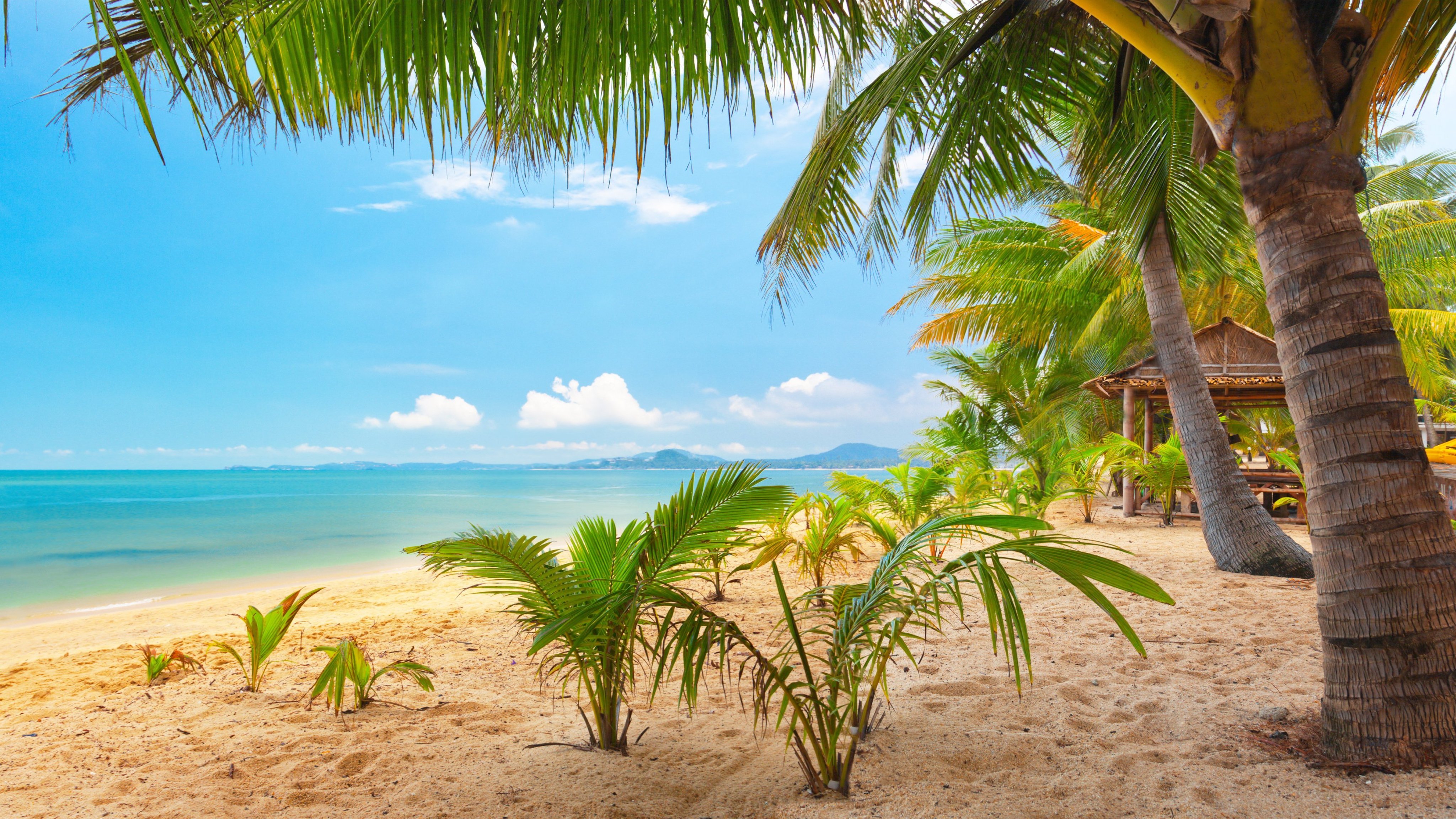 Beach tree. Тропический пляж. Пальмы солнце. Море пальмы. Море пляж пальмы.