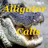 Alligator Calls HD icon