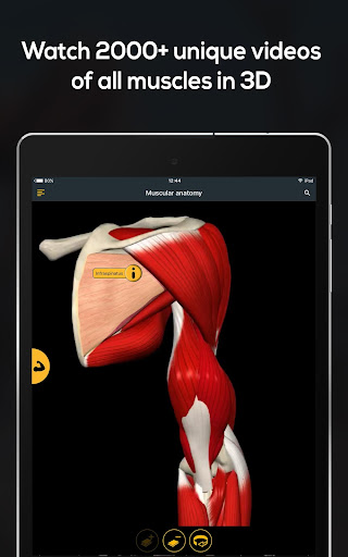Screenshot of Anatomy by Muscle & Motion