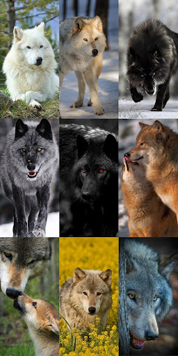 Wolf Wallpaper HD ekran görüntüsü