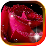 Roses Morning Dew 2016 LWP icon