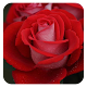 Red rose wallpapers FULL HD Download on Windows