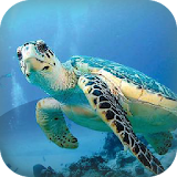 Sea Turtle Live Wallpaper icon
