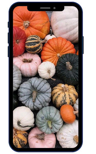 Pumpkin Wallpapers Screen 3