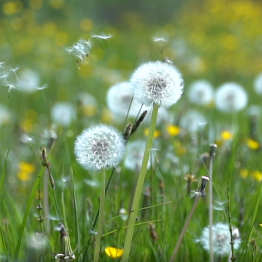 春の花タンポポlwp Google Play のアプリ