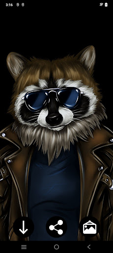 Raccoon Wallpapers Screen 3